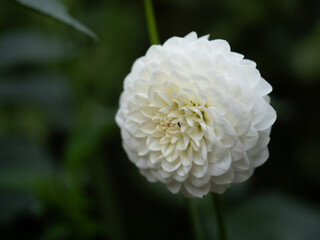 White Dahlia