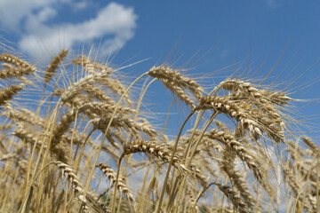 Close up of wheat ears in a field under a blue sky, concept of agriculture, harvest, farming, nature.