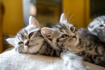 Two Cute Tabby Kittens Snuggling Close Together