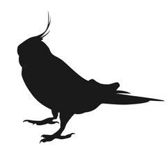 silhouette of a bird