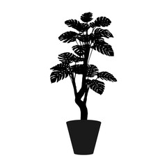 Adam's rib tree in a pot