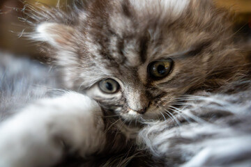 Close-up of a Cute Tabby Kitten with Expressive Eyes