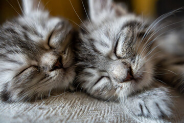 Two Sleeping Fluffy Tabby Kittens - Cute and Peaceful Pet Portrait