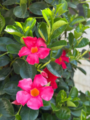 Pink flowers of Mandevilla sanderi