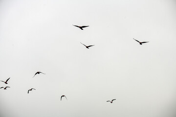 Australian Galahs (Eolophus roseicapilla) in flight
