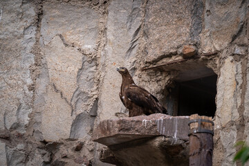Majestic Eagle Perched on Rock in Natural Habitat