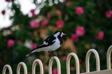 Australian Magpie - lark (Grallina cyanoleuca) perching on a fence