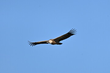 griffon vulture, (Gyps fulvus), family Accipitridae, in a nest, birds