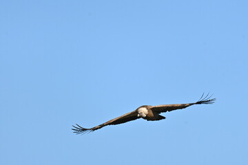 vulture in flight