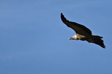 vulture in flight
