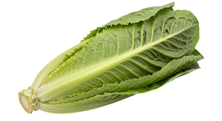 Isolated romaine lettuce