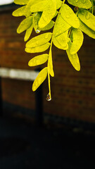 Obraz premium yellow autumn leaves