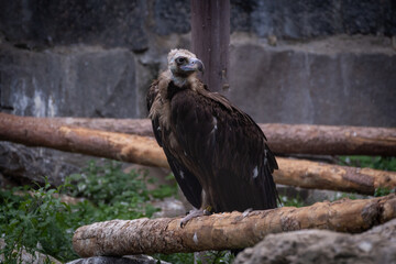 Vulture Standing on a Log in Natural Habitat