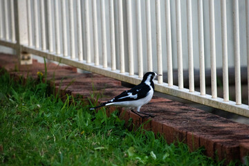 AAustralian Magpie - lark (Grallina cyanoleuca)