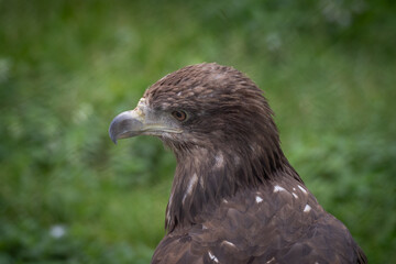 Majestic Eagle in Profile View with Focused Gaze