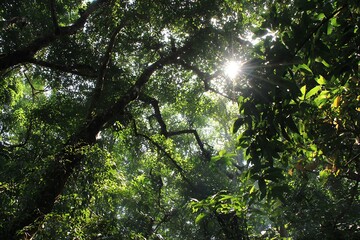 Obraz premium golden rays filtering through dense woodland leaves 