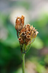 Detail of open seed capsules of cowslip (Primula veris). 
