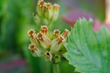 Detail of open seed capsules of cowslip (Primula veris). 
