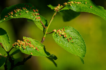 Phyllocoptes mite damage on a plum leaf in close-up. 
