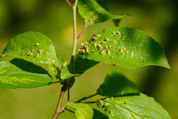Phyllocoptes mite damage on a plum leaf in close-up. 
