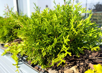 Closeup of Eastern Thuja.  Selective focus photo of decorative plant in flowerpot. Natural background.