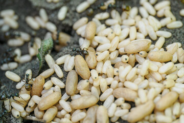 Small and large ant eggs in close-up. 
