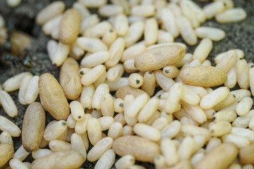 Small and large ant eggs in close-up. 
