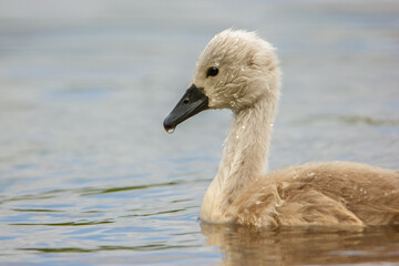 Bébé cygne nageant dans un étang