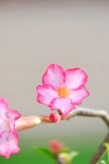 A beautiful pink Adenium flower or desert rose blossom in a garden