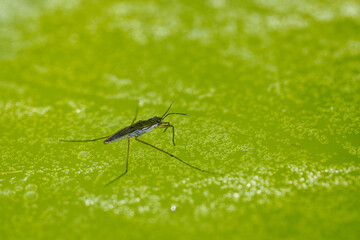 Common water strider beetle on murky water with bubbles. 
