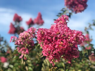Vibrant Pink Crape Myrtle Blossoms Under a Clear Blue Sky