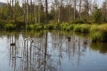 A Serene Nature Scene with Ducks Swimming in a Tranquil Pond Surrounded by Peaceful Beauty