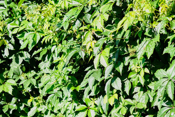 Obraz premium Lush green foliage showcasing vibrant leaves during sunny daylight in a thriving natural setting