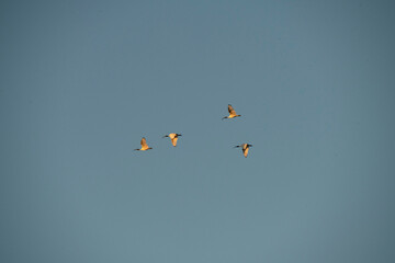 Australian White Ibis (Threskiornis molucca) in flight