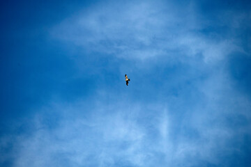Booted Eagle (Hieraaetus pennatus) flying