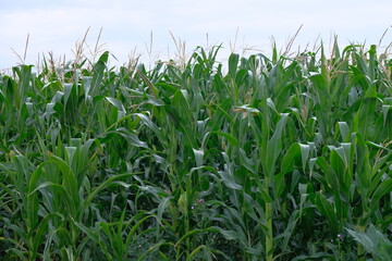 Obraz premium Corn field in the village of the village in summer