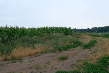 Fototapeta premium Rural Landscape with Solar Panels and Pond in Summer