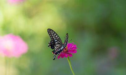 花の蜜を吸うアゲハチョウ	
