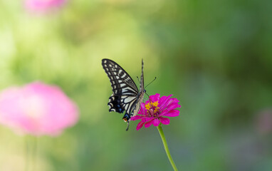 Fototapeta premium 花の蜜を吸うアゲハチョウ 
