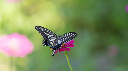 花の蜜を吸うアゲハチョウ	
