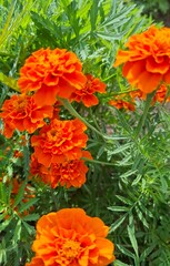 beautiful flowering garden flowers, annual herbaceous plants with red and orange flowers