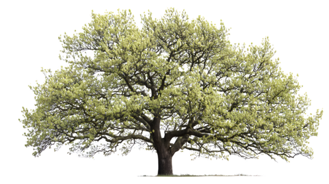 Olive tree with grey green leaves isolated on white background