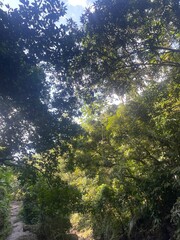 Sunlight filtering through dense green foliage in a peaceful forest setting.