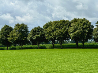 Allee mit Kugellinden