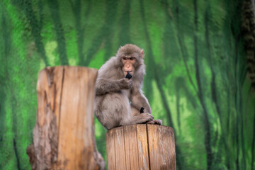 Monkey sitting on Tree Stump in zoo 