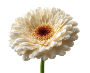 Close-up of a single, pale cream gerbera daisy.  Its many overlapping petals form a large, round bloom.  A central disc of rich, brownish-orange is visible.  A light green stem extends from the bloom