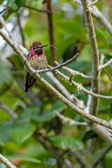 Anna's Hummingbird with tongue out