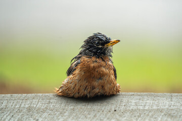 American robin wet from rain