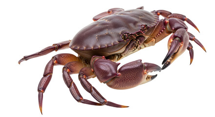 Isolated Crab