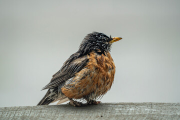 American robin wet from rain